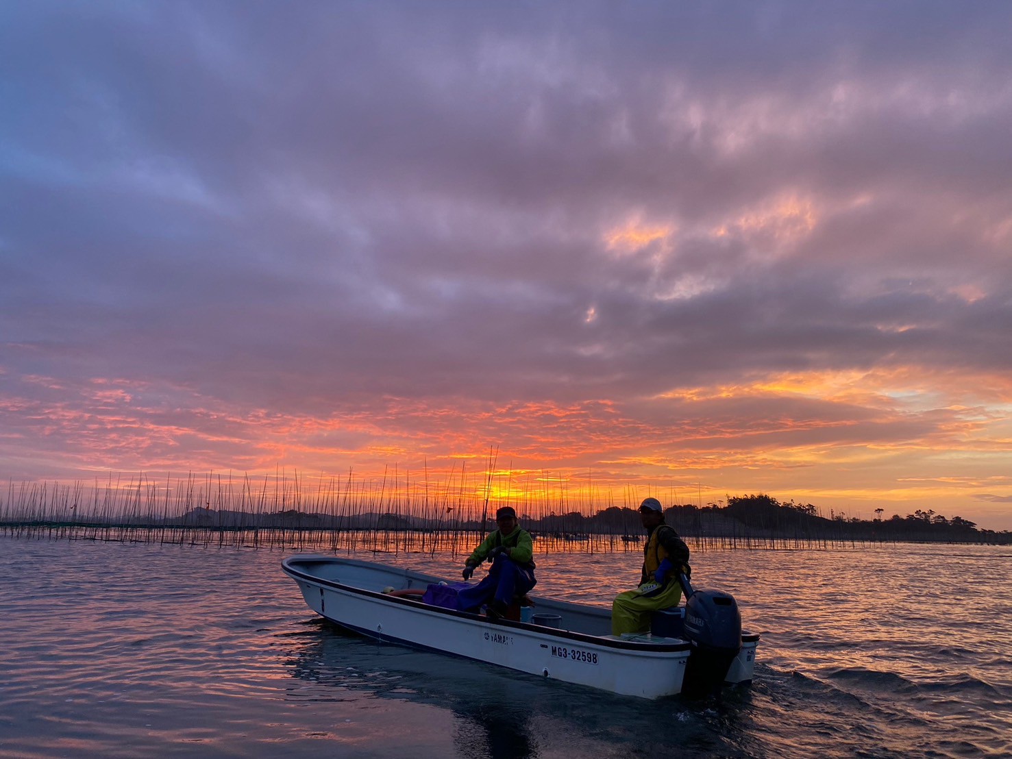 Nori harvest at dawn off the Sanriku Coast